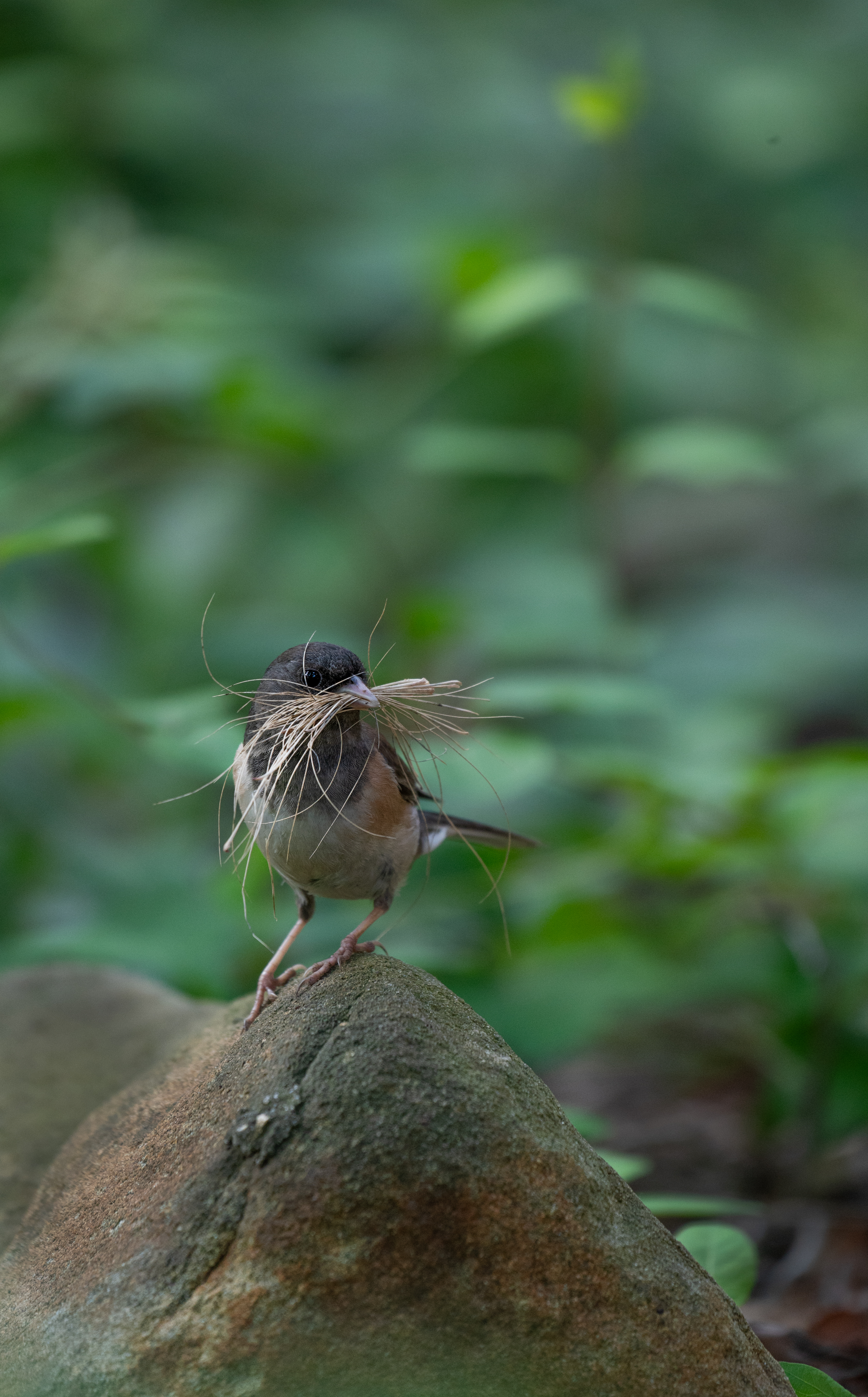Pacific slope flycatcher, second shot